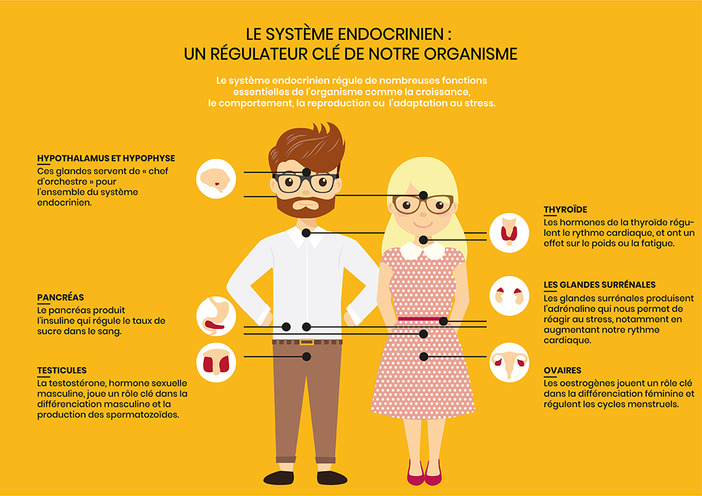 le système endocrinien régule notre organisme