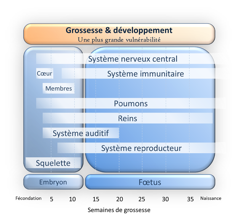 un vulnérabilité plus importante aux perturbateurs endocriniens