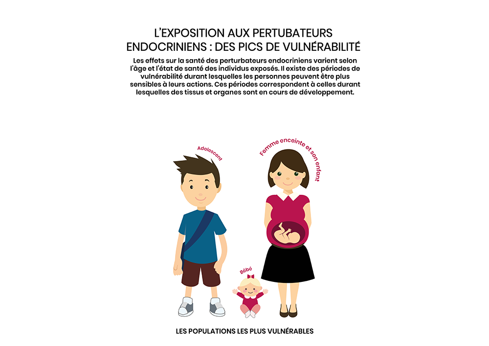 pics de vulnérabilité aux perturbateurs endocriniens