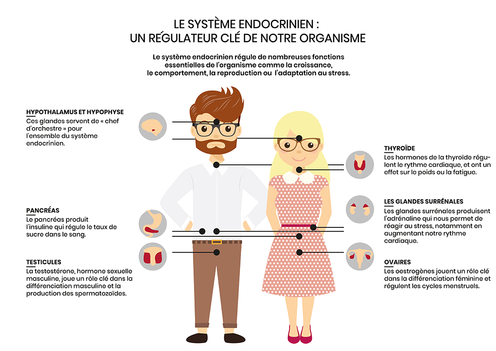 schéma explicatif présentant les organes ciblés par les perturbateurs endocriniens